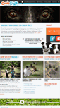 Mobile Screenshot of dressage-chiens-gard.com